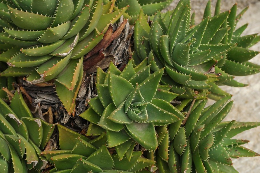 Алоэ Парадисикум