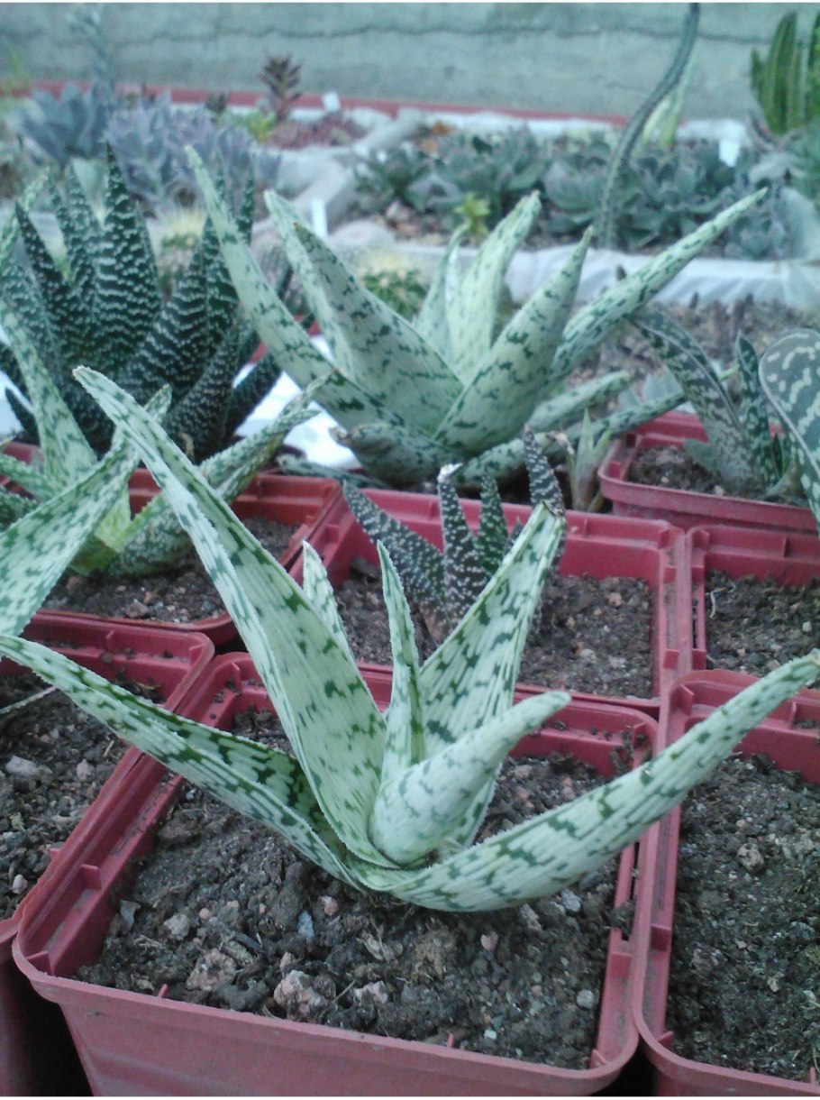 Алоэ Десконигса