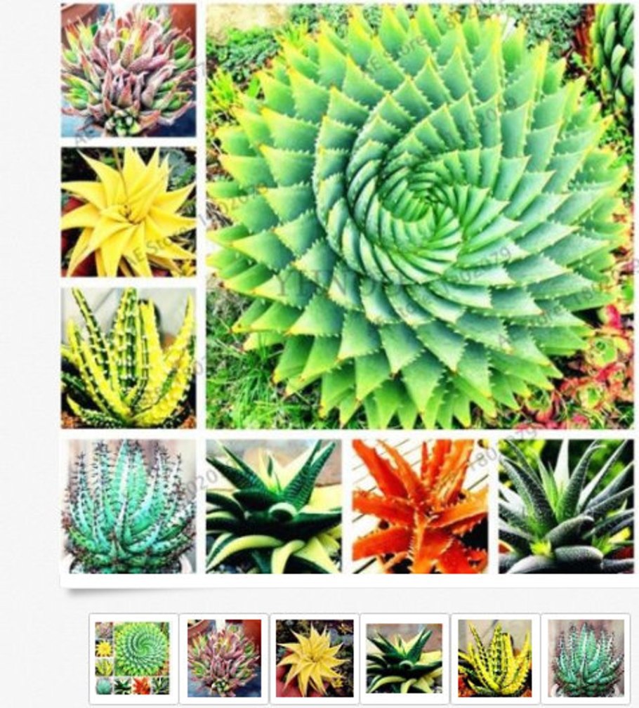 Алоэ Вера китайский суккулент