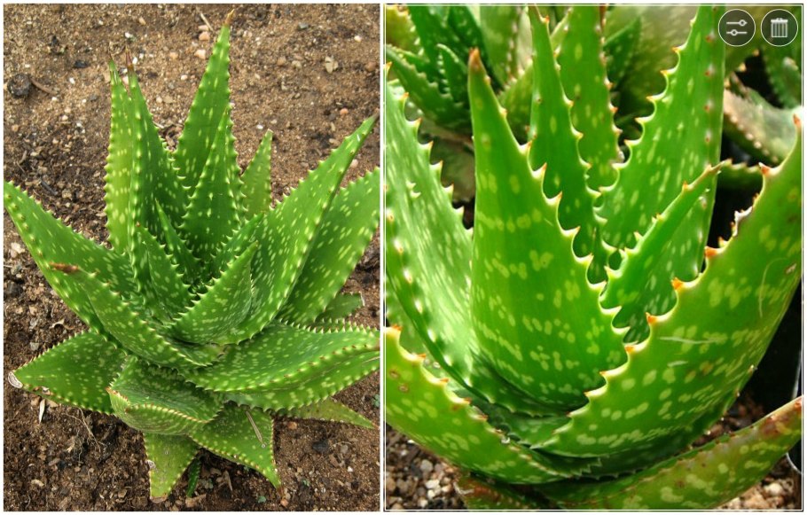 Агава гибрид с алоэ