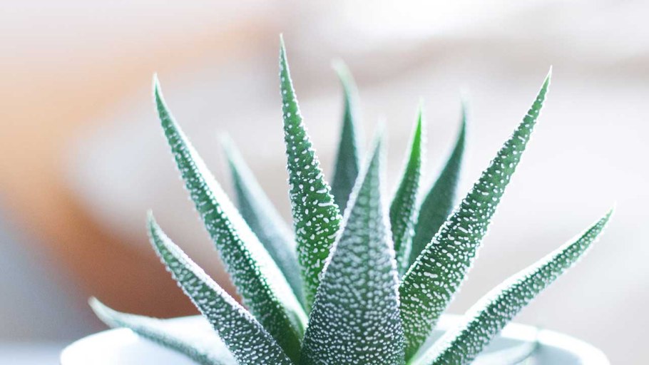 Алоэ Дескуана