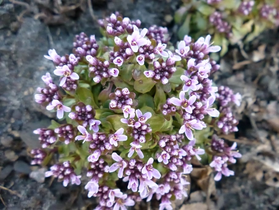 Ярутка Лесная