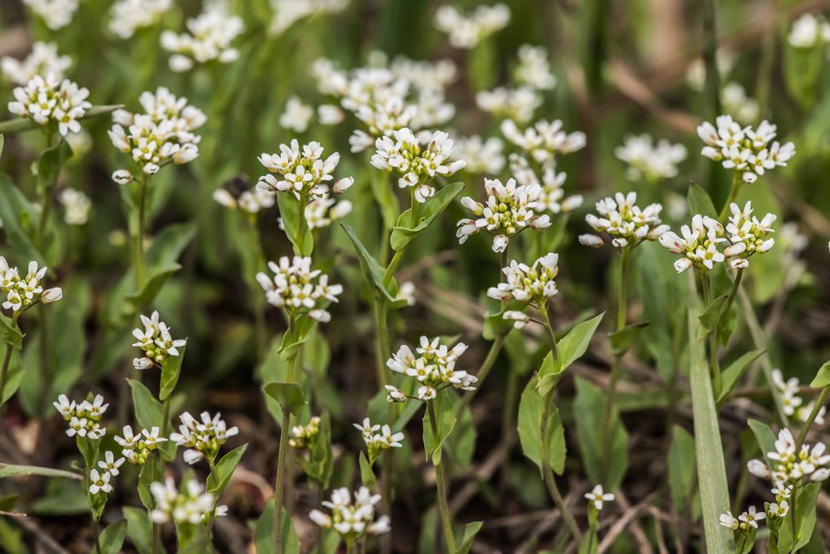 Пастушья сумка - Capsella Bursa pastoris (l.) medik