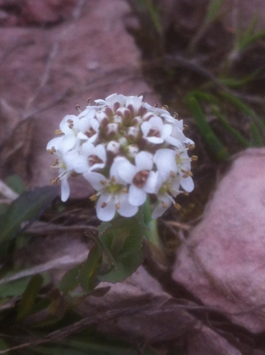 Ярутка маргаритколистная