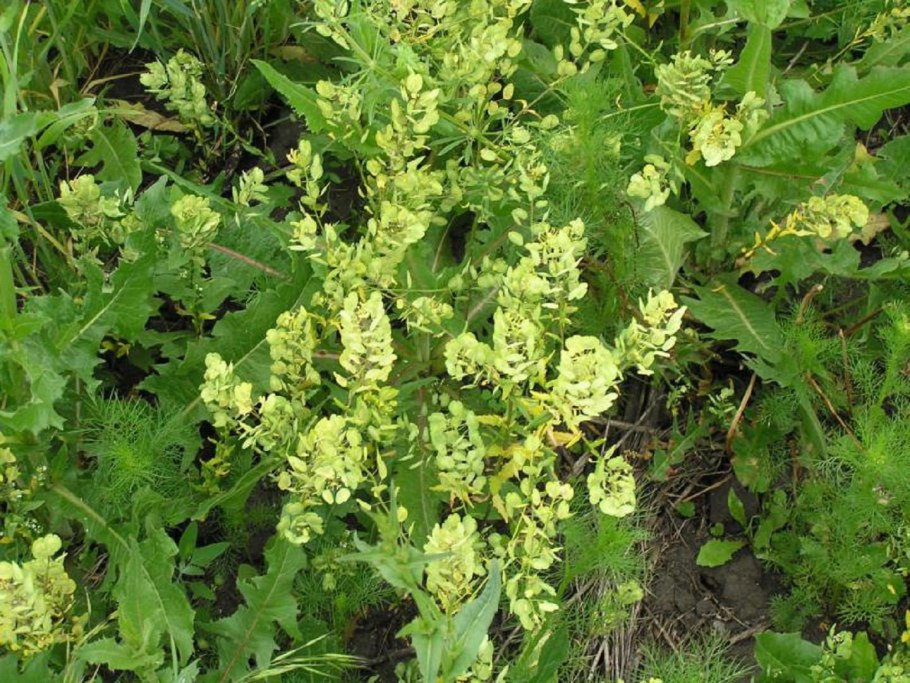 Пастушья сумкасемейства крестоцветные