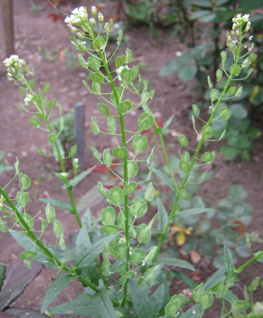 Пастушья сумка обыкновенная (Capsella Bursa-pastoris)
