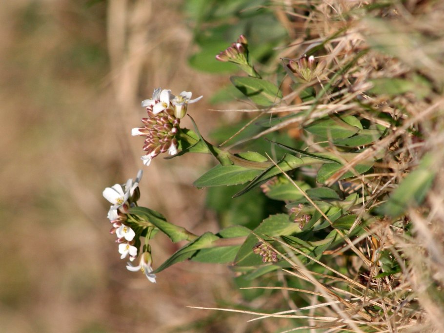 Пастушья сумка (Capsella Bursa-pastoris)