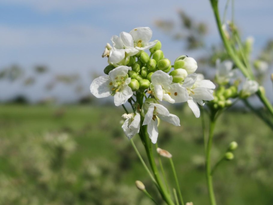 Ярутка сухоцвет