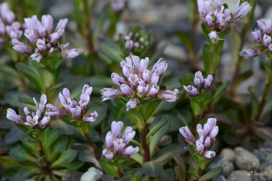 Ярутка Горная