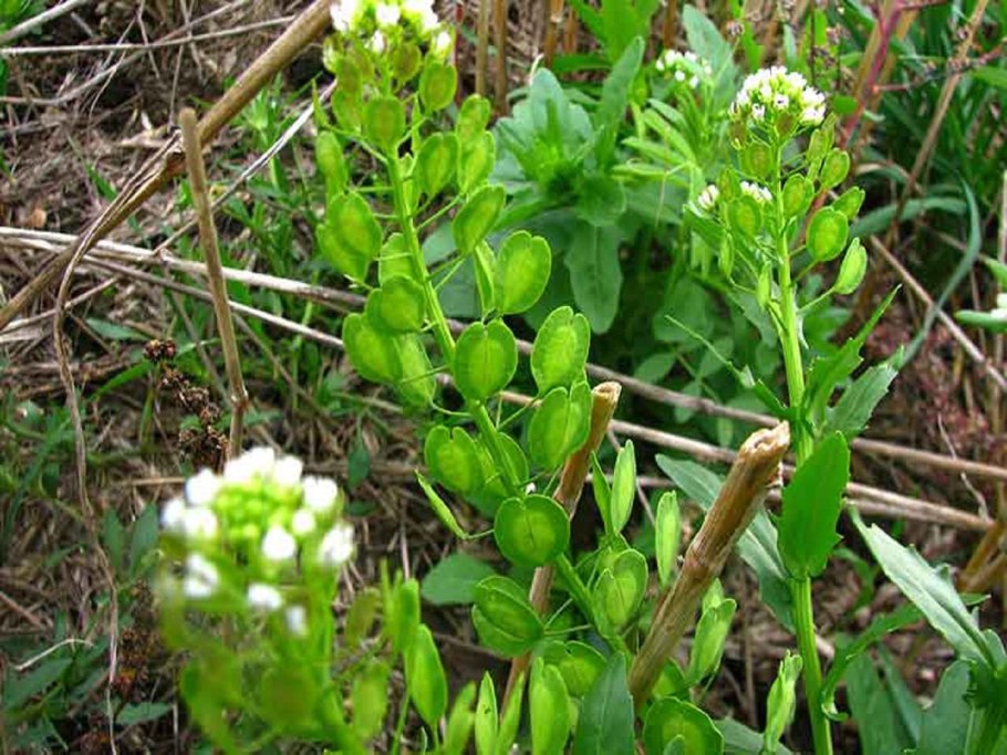 Thlaspi macrophyllum