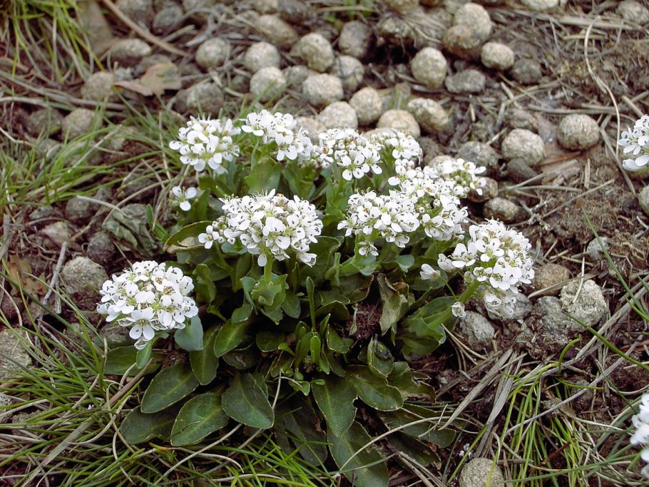 Ярутка сизоватая