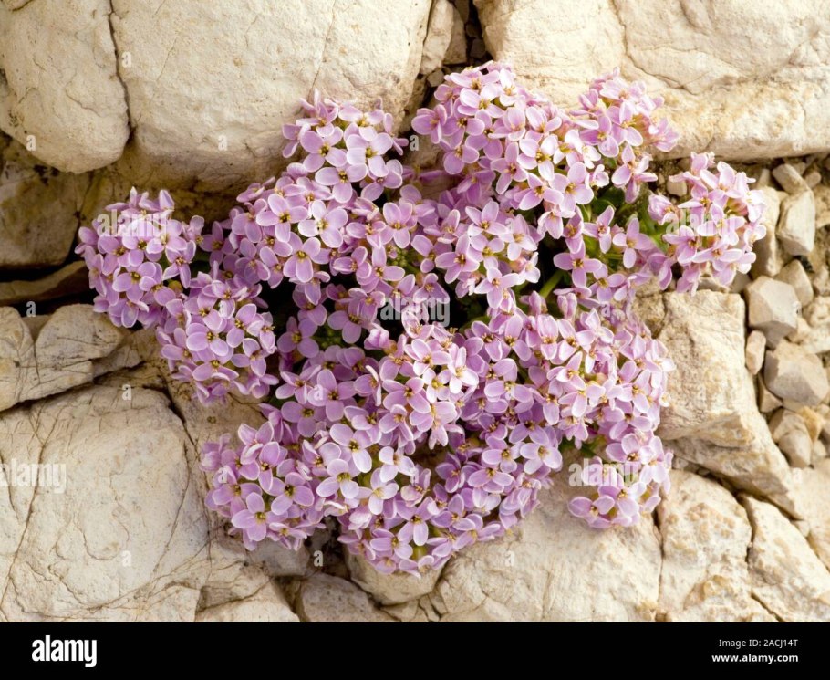 Thlaspi rotundifolium