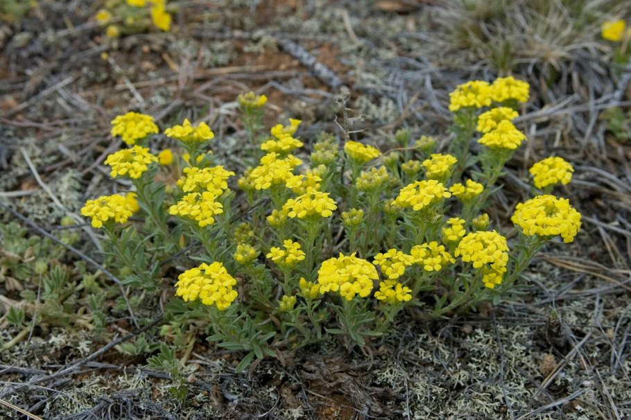 Ярутка Альпийская
