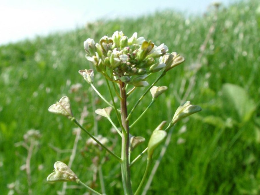 Фреза "гусиные лапки" GMC-5.5,GMC-6.5,GMC-6.8,GMC-7.0 вал 25 мм) (комп. 2 Шт.)