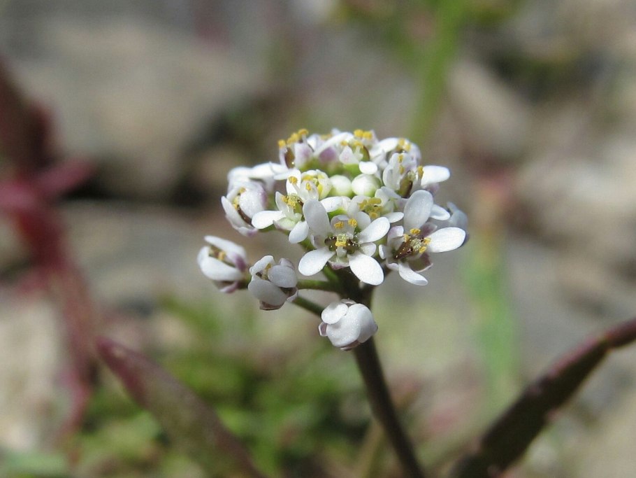 Трава Ложечница