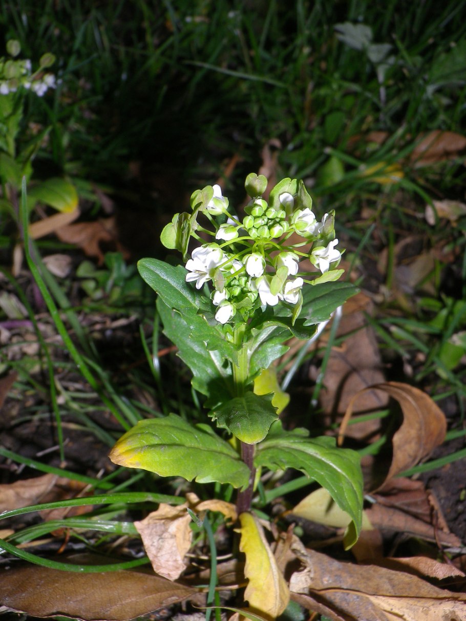 Пастушья сумка