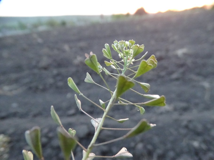 Пастушьей сумки