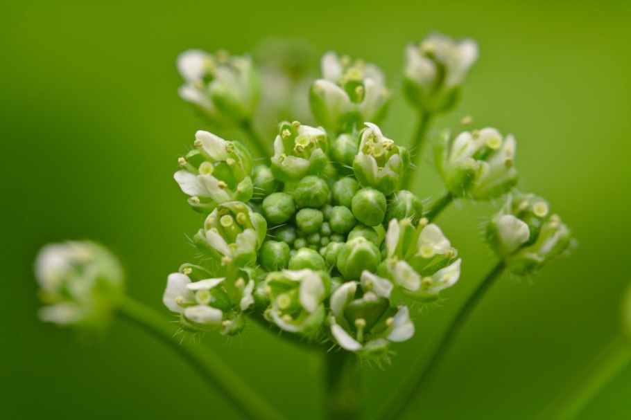 Пастушья сумка растение