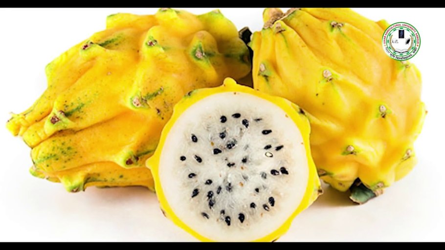 Лимонная питахайя