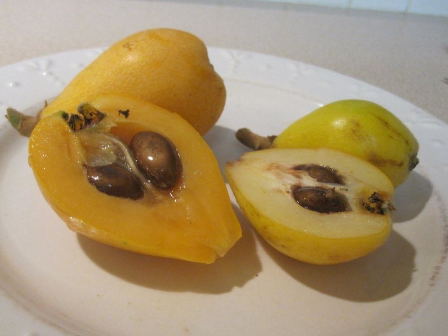 Айва это тропический фрукт