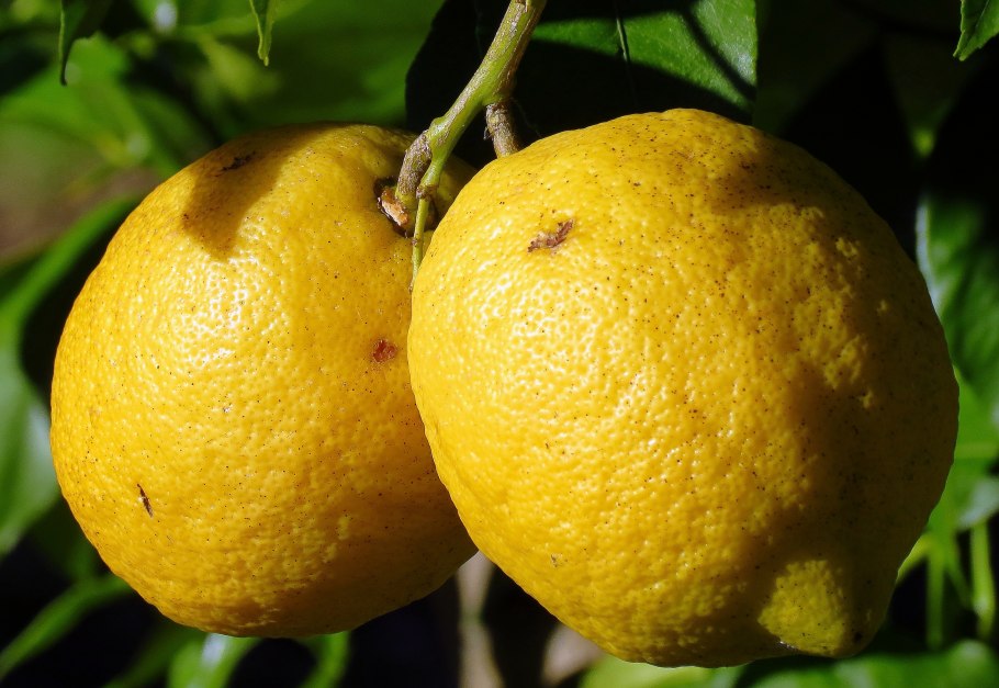 Мандарин Юзу