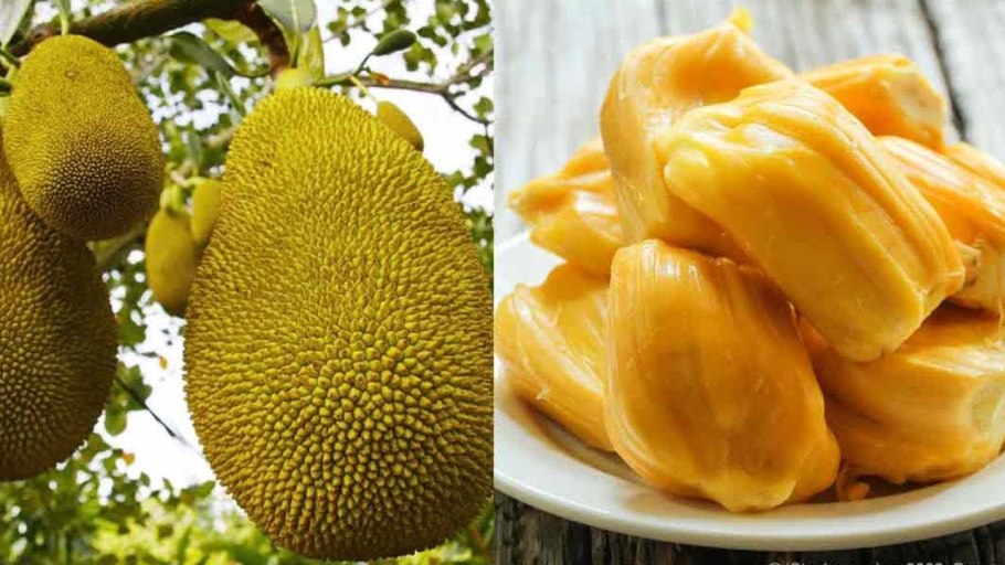 Джекфрут King