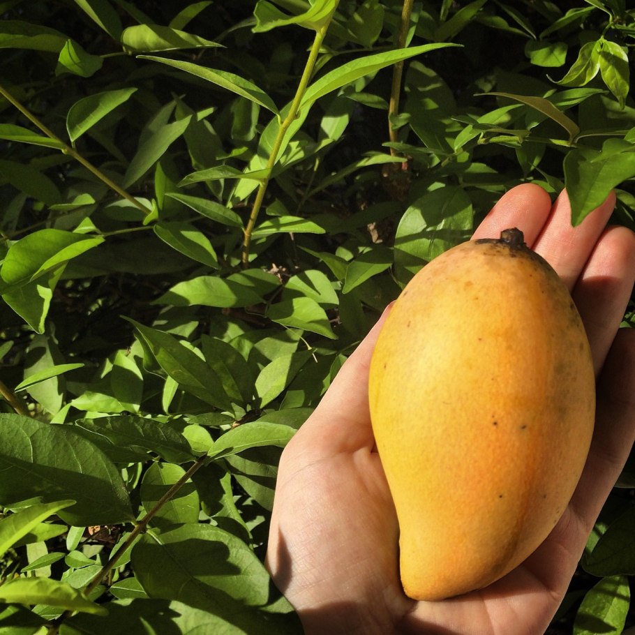 Сорт банганапали манго