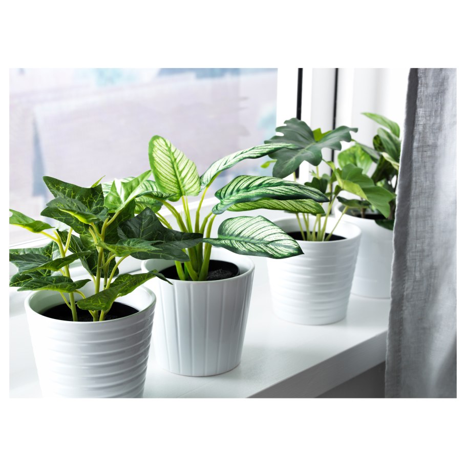 Икеа растения комнатные