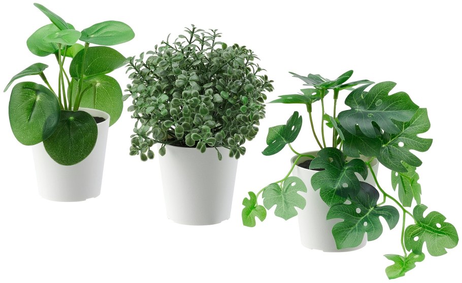 Зелень в горшке