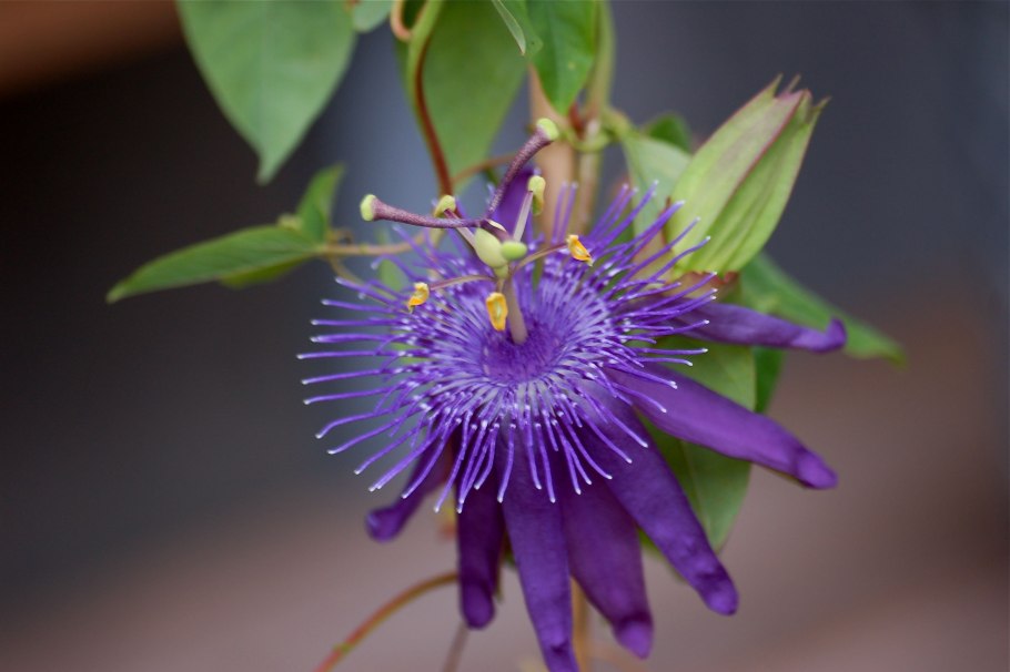 Пассифлора индиго