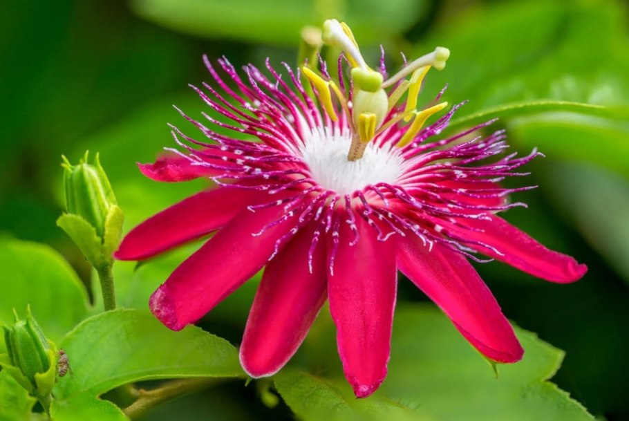 Пассифлора маракуйя цветок