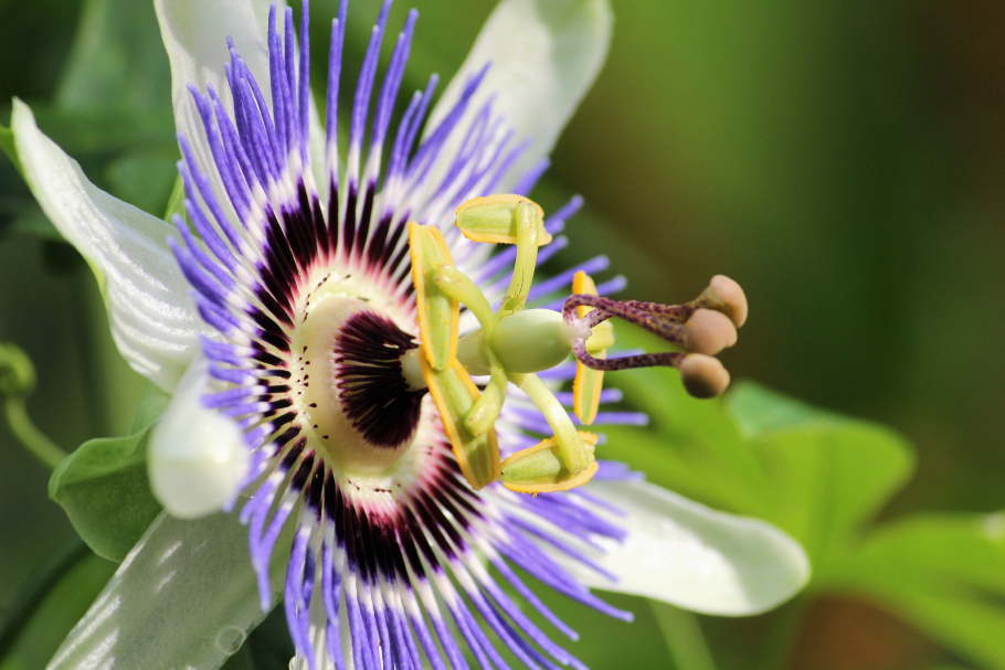 Пассифлора Эдулис Лиана