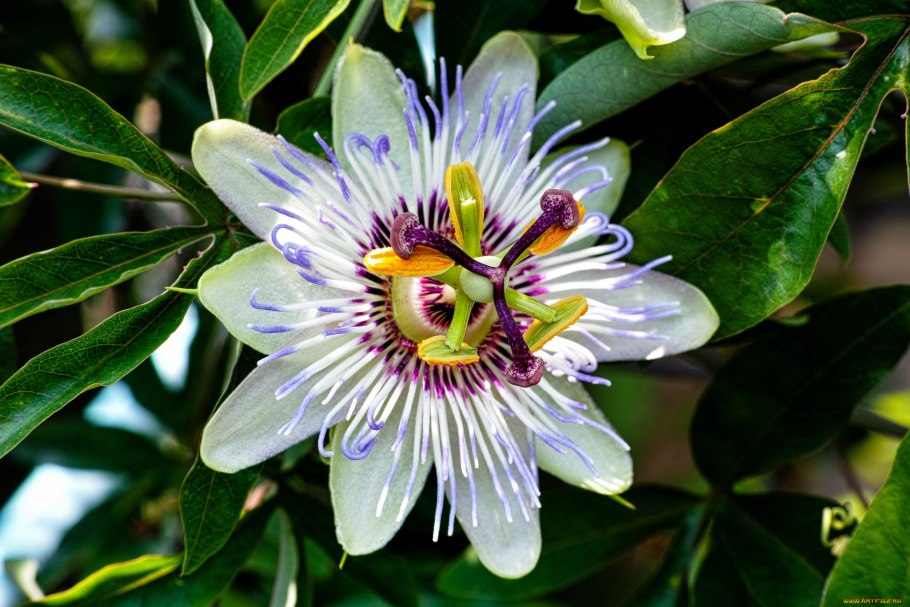 Маракуйя цветение