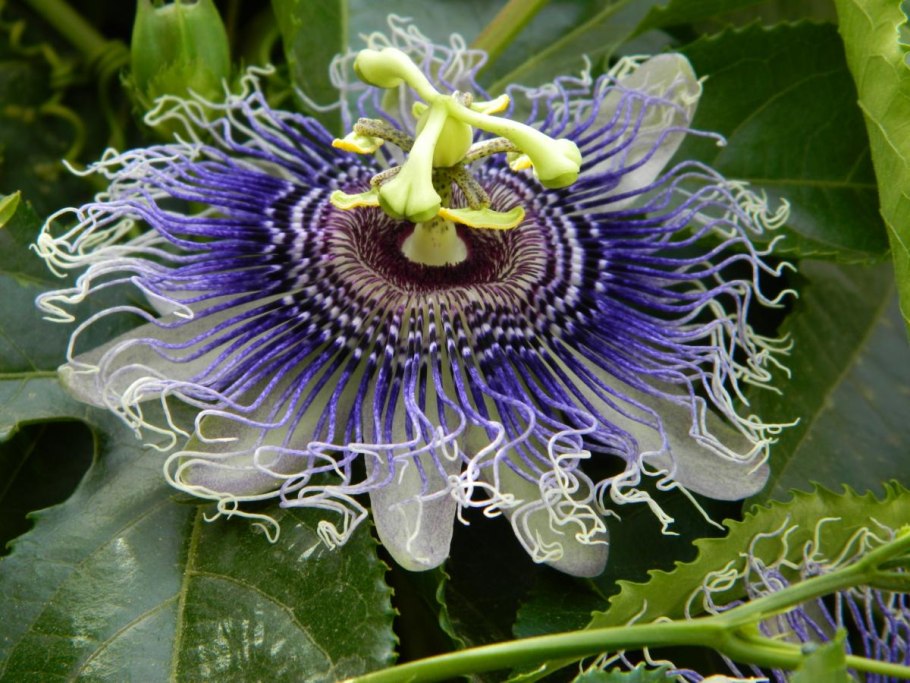 Пассифлора кавалерская звезда
