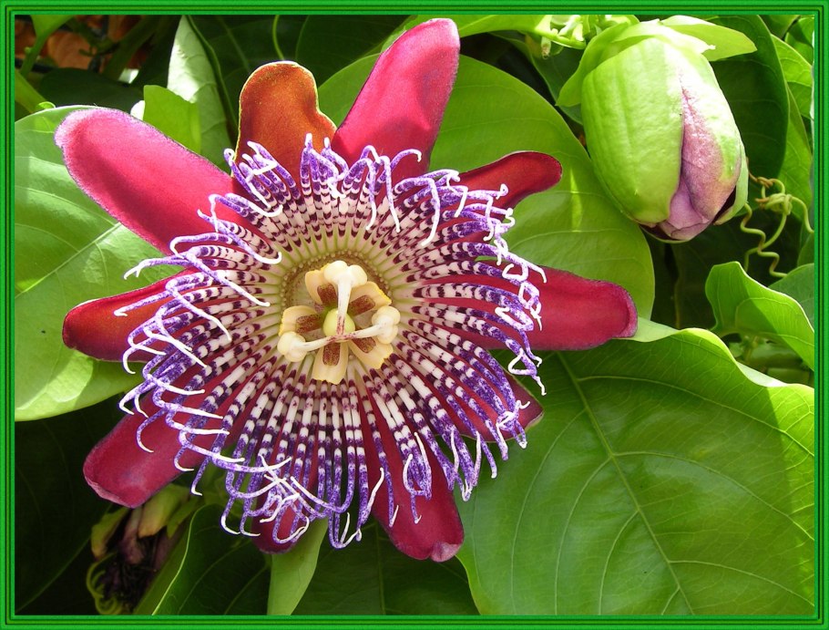 Страстоцвет пассифлора