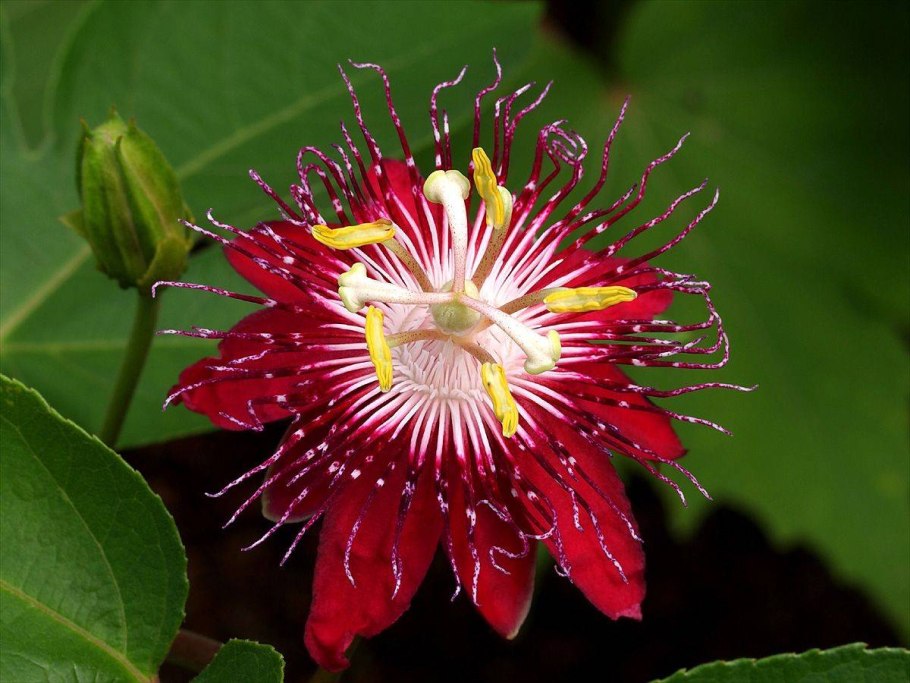 Страстоцвет пассифлора