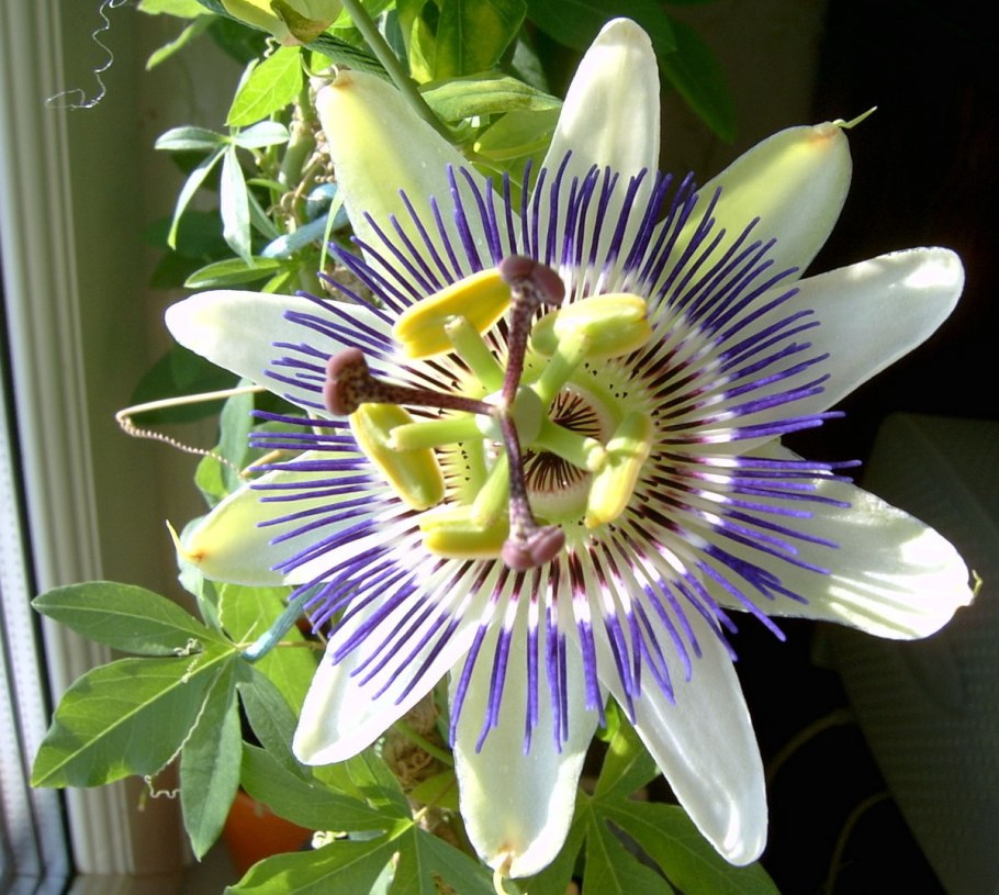 Пассифлора голубая кавалерская звезда