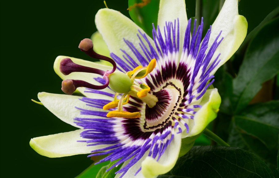 Пассифлора или страстоцвет