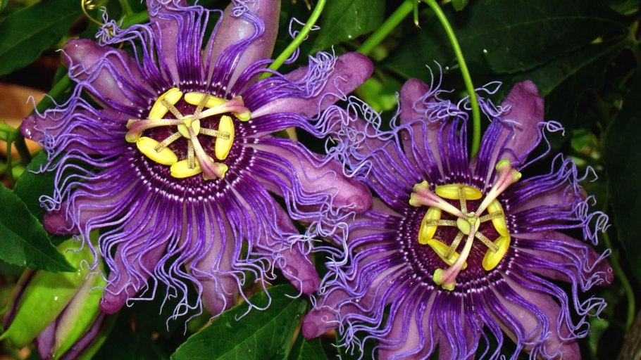 Страстоцвет (Passiflora)