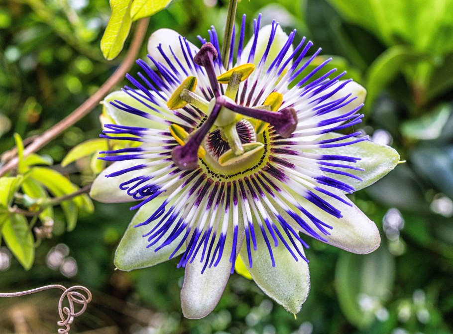 Страстоцвет (Passiflora)