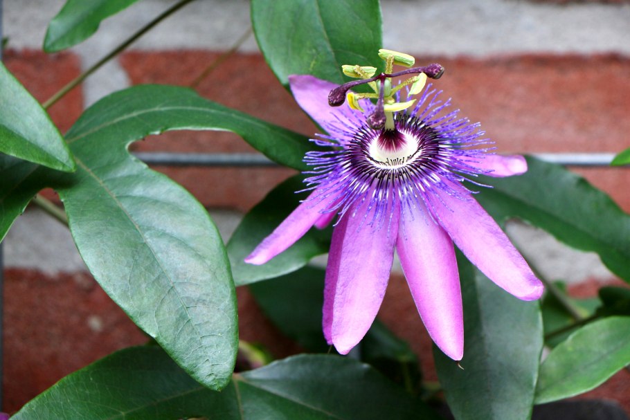 Страстоцвет маракуйя