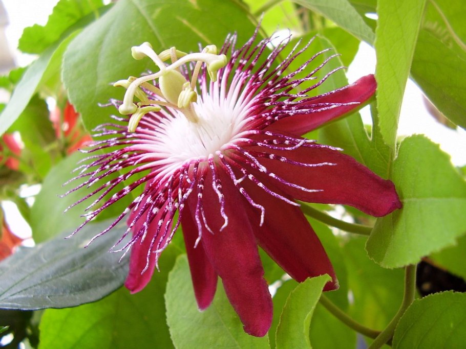 Страстоцвет пассифлора