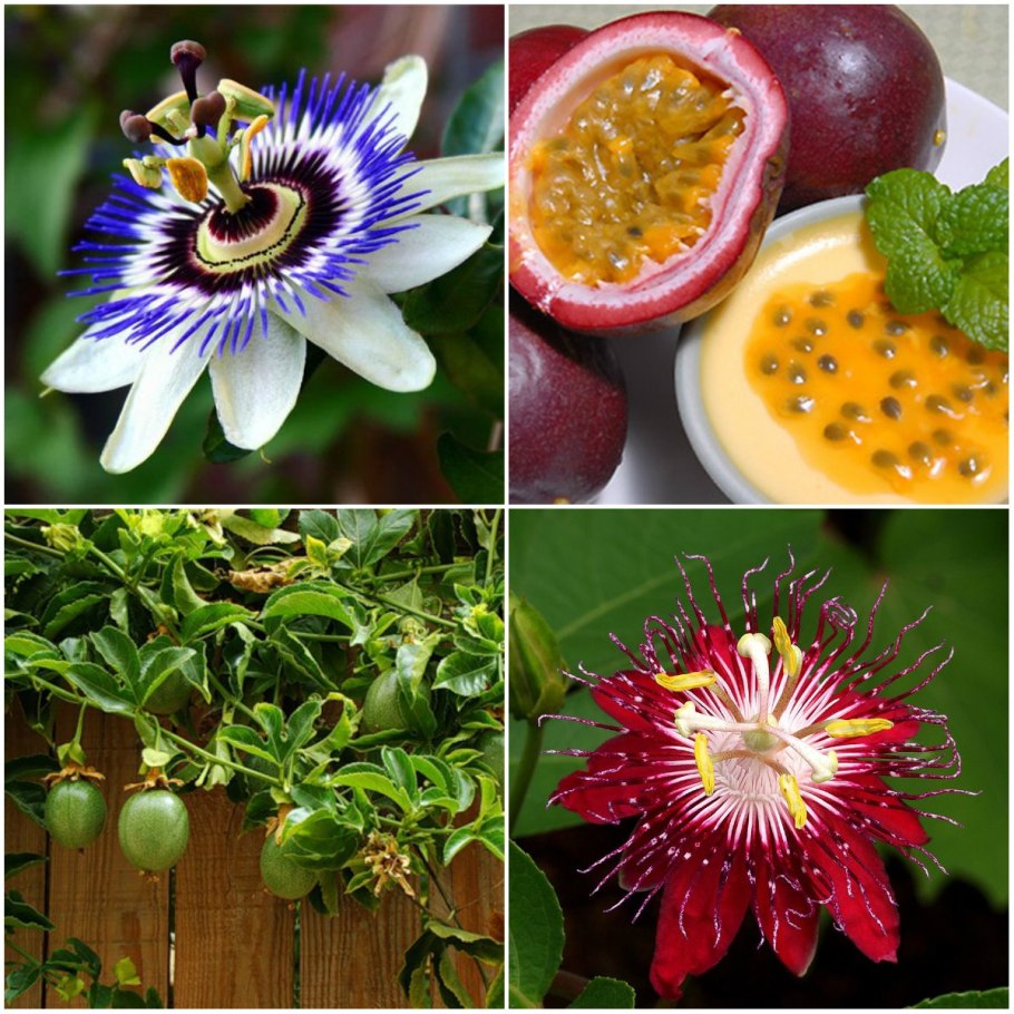 Маракуйя пассифлора съедобная