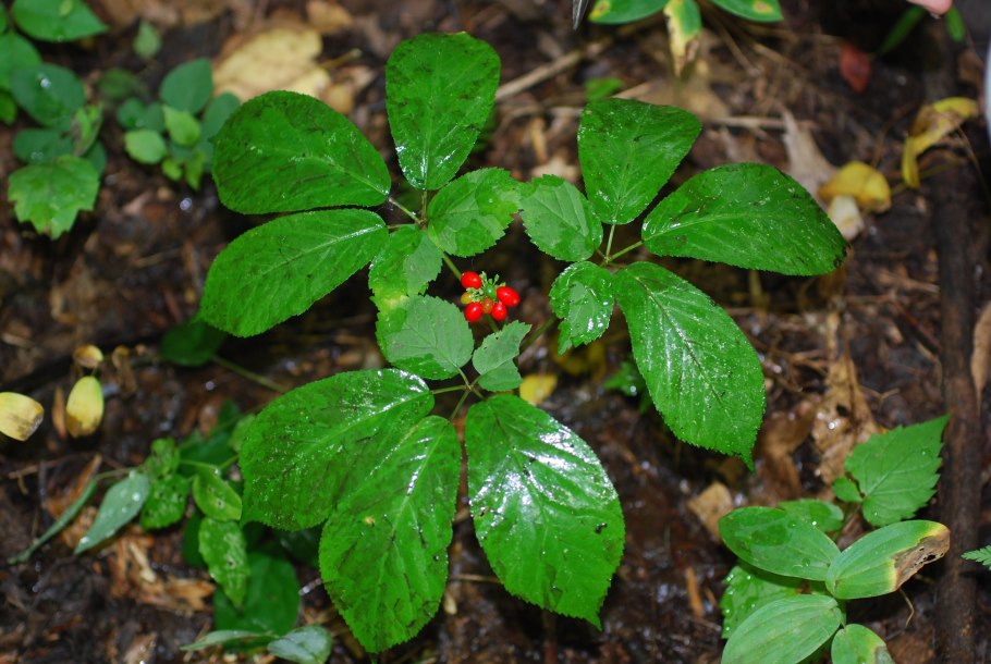 Женьшень Чанбайшаньский