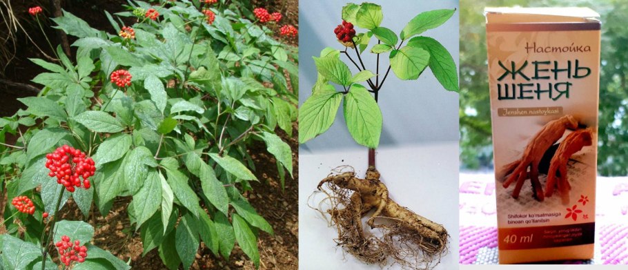 Женьшень цветение