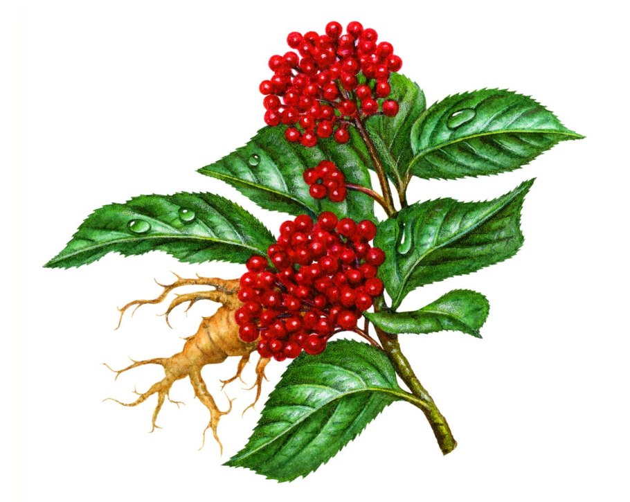 Женьшень пятилистный