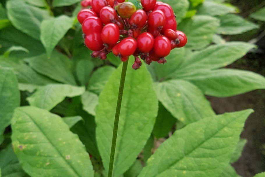 Красный женьшень растение