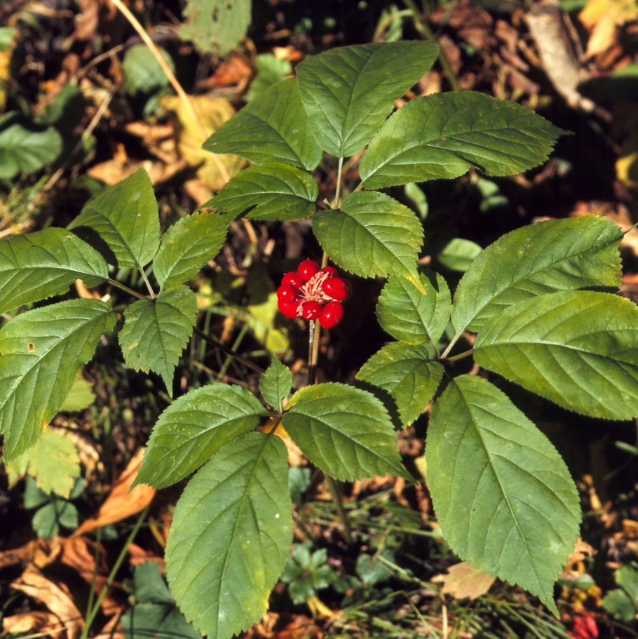 Мандрагора растение корень