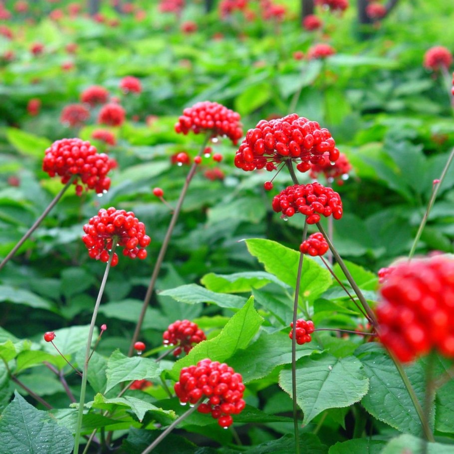 Цветы женьшеня