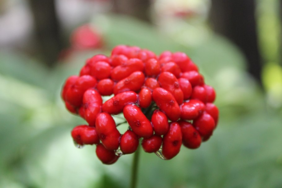 Красный женьшень растение